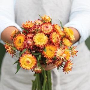 King size Orange Strawflower SEEDS Helichrysum bracteatum cut flower bouquet florist wedding dry flowers Dizzy Bees Urban garden