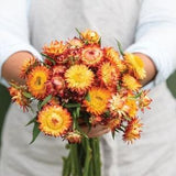 King size Orange Strawflower SEEDS Helichrysum bracteatum cut flower bouquet florist wedding dry flowers Dizzy Bees Urban garden