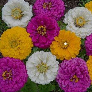 ANNUAL | 'Mardi Gras' ZINNIA | 50 Seeds | Large Beautiful Blooms | Attracts Butterflies, Bees, Hummingbirds | Cutflower For Arrangements