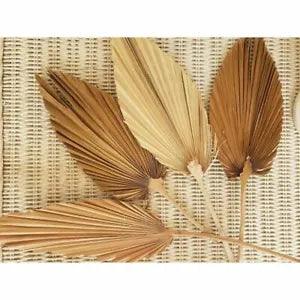Dried Flower Natural Pu Fan Leaf For DIY Home Shop Display Decoration 1pc