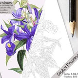 PRINTABLE/ Adult paint by numbers / Floral paint by numbers / Adult colouring / Cattleya orchid / Purple orchid / Paint by number vintage