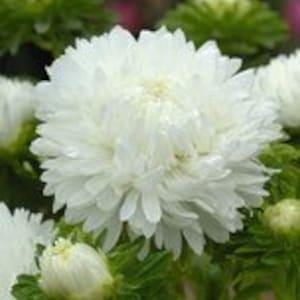 White China Aster king Size  SEEDS Callistephus chinensis cut flower bouquet  Dizzy Bees Urban Garden combined shipping