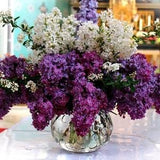 LILAC French Syringa Vulgaris EXTREMELY FRAGRANT! Spring Shrub Butterflies 10 Seeds
