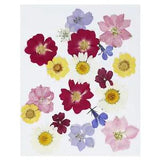 Dried Pressed Flowers Natural Dried Flower Real Pressed Flowers