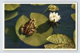 Postcard Frog Water Lily Flower Thor Gyger Stehli Series 1940s Unposted
