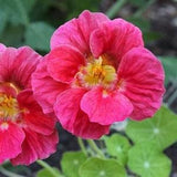 10 seeds Nasturtium ??Whirlybird Cherry Rose?? Tropaeolum majus
