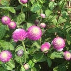 50+ Globe Amaranth Rose Flower Seeds- Rose Gomphrena Globosa- Easy to grow excellent Tropical Annual  --B440