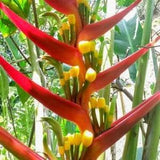 Lobster Claw Plant - Heliconia subulata 'Cauca' - Rare 'Succulent' Seeds - Parrots Beak, Clianthus , Parrot Flower, Lobster Claw Flower