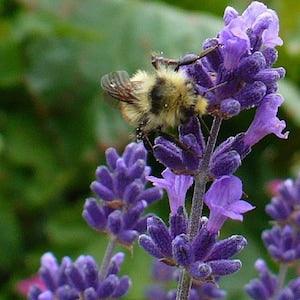 Lavender Seeds, 100 PERENNIAL Medicinal Garden Seed, BEE Loving COMPANION Plant, Bulk Flower Seeds, Soap Making, Grow Your Own Wildflowers