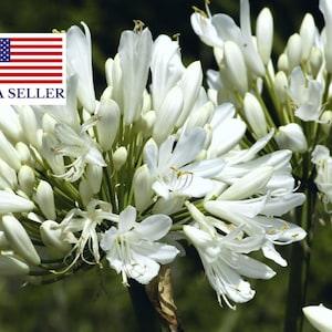 Agapanthus praecox 'Alba' ?C White Lily of the Nile - 10 Seeds