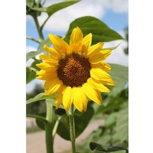 Photography of Sunflowers