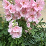 Hollyhock Rose plant seeds, pink, 30 seeds per order