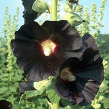 25 seeds, BLACK HOLLYHOCK Alcea Rosea Nigra Flower, perennial