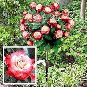 Red white rose bouch seeds - 20 seeds - code 706
