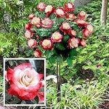 Red white rose bouch seeds - 20 seeds - code 706