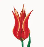 Cross-stitch kit  Red Yellow  Lily flowering tulip 515  Thea Gouverneur  36ct