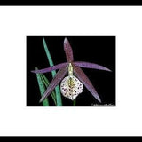Purple Orchid Woodcut Photography-Orchid Print-Botanical Print-Flower Wall Art-Purple Black Bedroom Wall Art-Flower Photography-Gift For Her