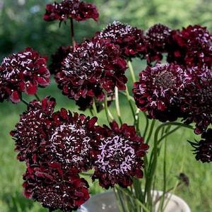Sweet Scented Black Knight Pincushion Scabiosa SEEDS attracts Hummingbirds & Pollinators Cut flower bouquet Dizzy Bees Urban garden