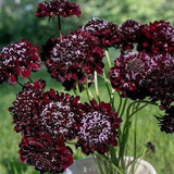 Sweet Scented Black Knight Pincushion Scabiosa SEEDS attracts Hummingbirds & Pollinators Cut flower bouquet Dizzy Bees Urban garden