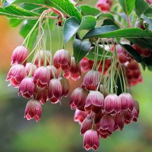 FALL PLANTING! 30 Showy Lantern Seeds, Red Veined Enkianthus, Red Bells, Hanging Lanterns, Enkianthus Campanulatus