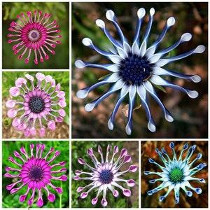 Whirlygig African Cape Daisy - Mixed Colours - Osteospermum - Rare 'Plant' Seeds - Cape Marigold, White-Blue, African Daisy, Gousblom