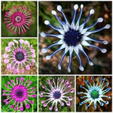 Whirlygig African Cape Daisy - Mixed Colours - Osteospermum - Rare 'Plant' Seeds - Cape Marigold, White-Blue, African Daisy, Gousblom