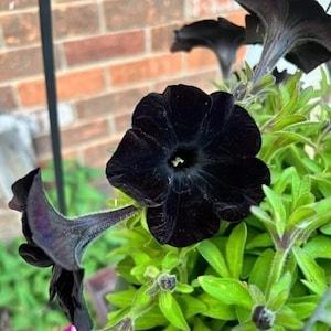 Black Petunia Seeds | Petunia | 20 Seeds | Rare Flowers | Home Garden | Gardening | Flower Seeds | Hanging Basket Petunia
