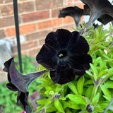 Black Petunia Seeds | Petunia | 20 Seeds | Rare Flowers | Home Garden | Gardening | Flower Seeds | Hanging Basket Petunia