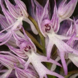 Rare naked man orchid 1 bulb