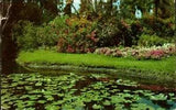 Postcard Lily Ponds & Colorful Flowers Landscape Chrome Posted Dexter Press