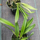 Orchid Cattleya (Rlc Shin Shiang Diamond x Mem Shirley Moore) x B. nodosa Discounted Price