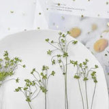 12PCS Real Pressed Dry mini Daisy with leaves stem for art Craft FHT15