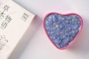 Pressed Dried Mini Blue Myosotis And Sylvatica For Jewelry Phone Case Nailarts