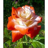 Orange white roses seeds - 20 seeds - code 534