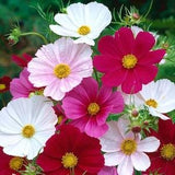 Cosmos Mexican Aster Flowers Blend 1g / 70 Seeds - Cosmos Bipinnatus GMO Free