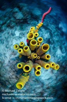 Caribbean Bouquet Flower Delivery