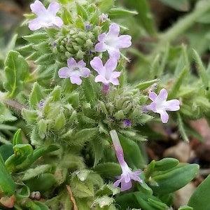 Big Bract Verbena Seeds Canada, Native Flower, Indigenous Wild Ground Cover Plant, Bracted Vervain, Verbena Bracteata, Perennial Wildflower