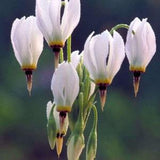 SHOOTING STAR WHITE Dodecatheon Meadia Perennial 20 Seeds