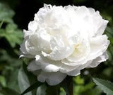 50+ White Cloud Double Peony Papaver / Self-Seeding Annual Flower Seeds