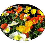 Iceland Poppy Flower Seeds - Perennial Poppy, Orange Poppy, Yellow Poppy, Bee Flower, Cut Flower, flower seed