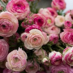 Ranunculus "Picotee Pink" corms/bulbs | 5/6 Persian Buttercup, perennial flowers, to plant in autumn, fall garden