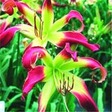20 SEEDS for Green/Maroon LILY RARE flower Bloom exotic garden plant USA Seller