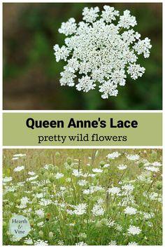 Queen Anne's Lace a Beautiful Wildflower Flower Delivery