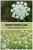 Queen Anne's Lace a Beautiful Wildflower Flower Delivery