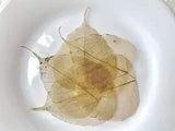 100 Pcs Skeleton Leaves Golden Leaves Natural Ficus Religiosa Leaves for Resin C
