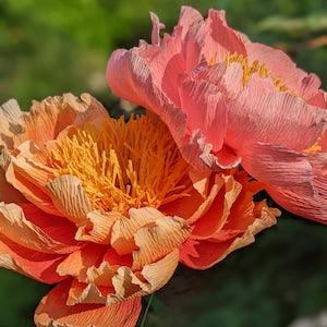 Crepe Paper Flower Peony Peach Pink | Handmade |  | Paper First Wedding Anniversary | Faux Flowers | Event, Wedding & Display Decoration