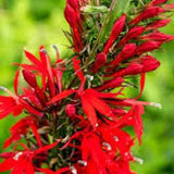 Cardinal Flower Seeds 20 count