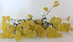 Dried Golden Yellow Yarrow Flower Heads on Stems Lot 2