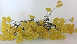 Dried Golden Yellow Yarrow Flower Heads on Stems Lot 2
