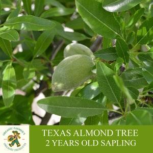 Texas Almond Sapling, Grafted Ready To Plant, With Tubed Soil, 2 Years Old Texas Almond Tree With Abundant Fruit, For Pot and Garden